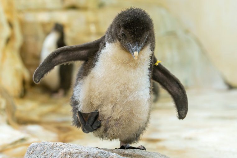 Pinguinbaby Schönbrunn