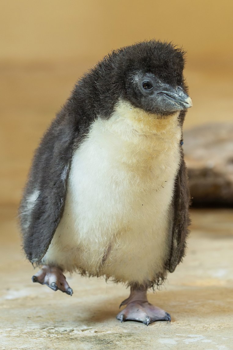 Pinguinbaby Schönbrunn