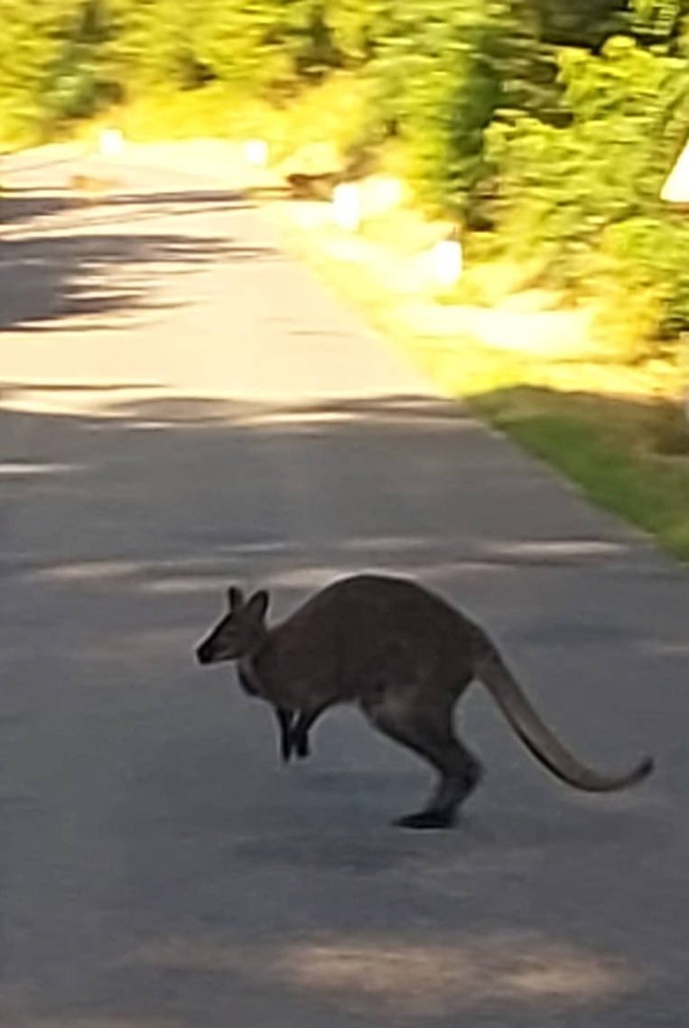Känguru auf Fahrbahn