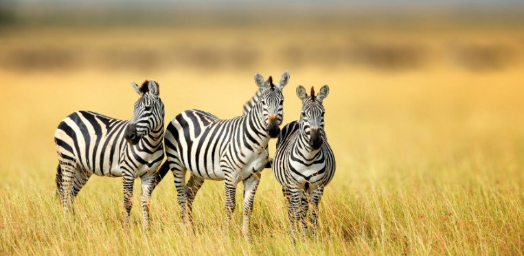 Zebra Safari Wildnis Streifen Schwarz Weiß 
